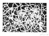 Grande imbrication - Gravures aquatinte